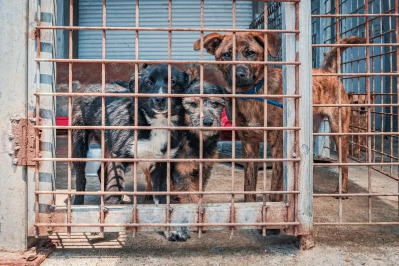 Fundacja dla tych, którzy nie mają głosu – pomoc bezdomnym zwierzętom