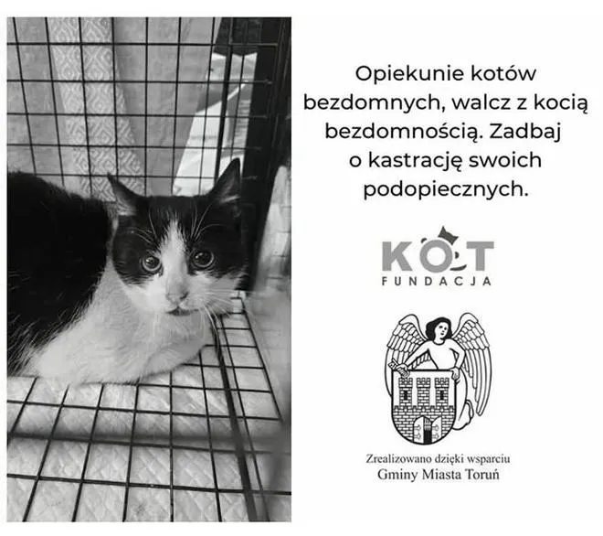 Jak skutecznie założyć fundację dla kotów i pomagać czworonogom w potrzebie?