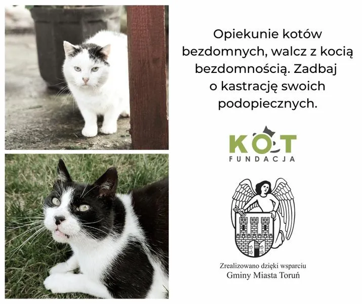 Fundusze na fundację dla kotów