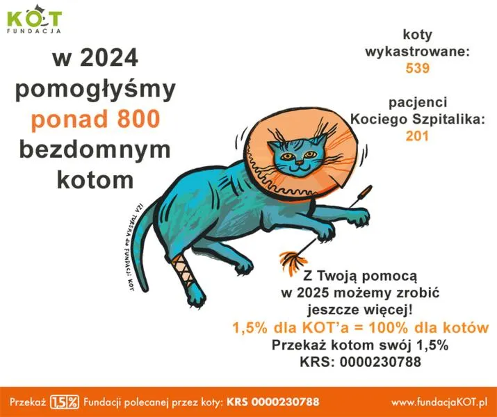 Zakładanie fundacji dla kotów